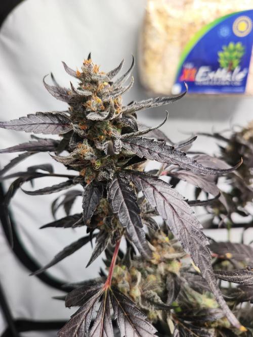 DWC - RWS Tropicana Cookies Purple Auto. Week 13