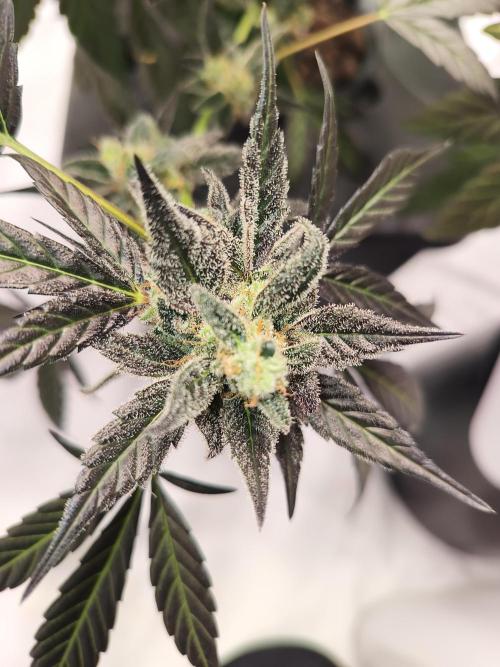 DWC - RWS Tropicana Cookies Purple Auto. Week 13