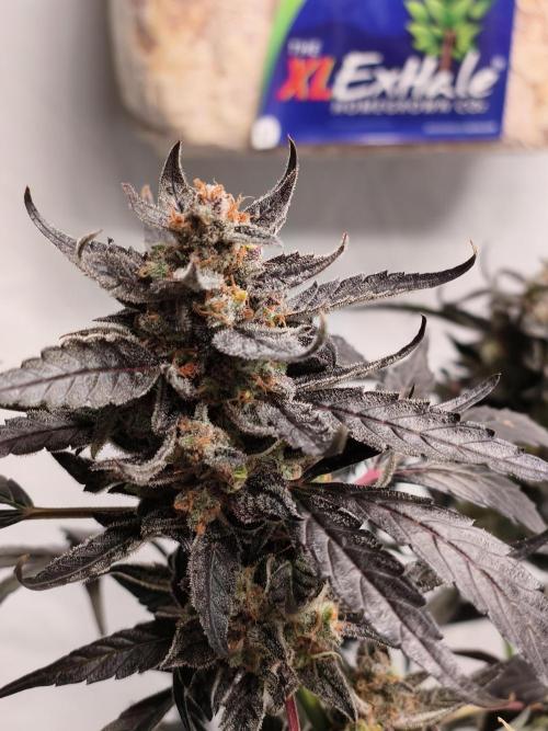 DWC - RWS Tropicana Cookies Purple Auto. Week 13