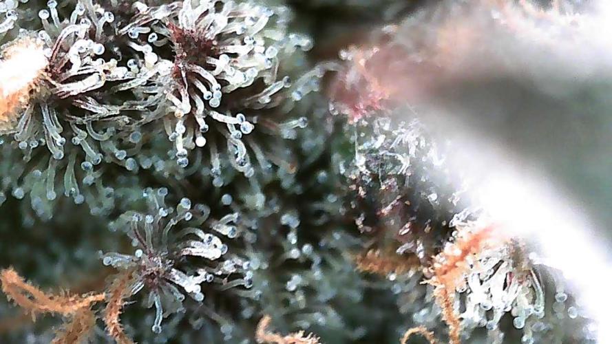 DWC - RWS Tropicana Cookies Purple Auto. Week 13