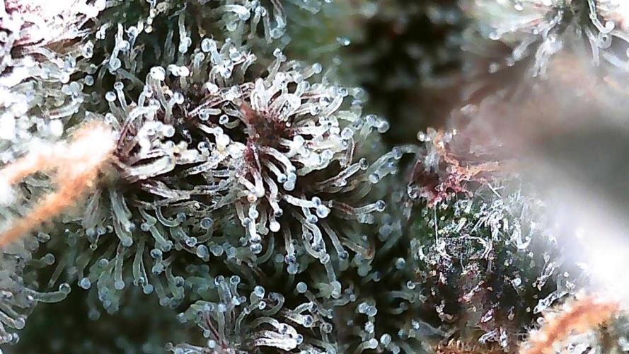 DWC - RWS Tropicana Cookies Purple Auto. Week 13