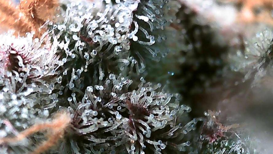 DWC - RWS Tropicana Cookies Purple Auto. Week 13