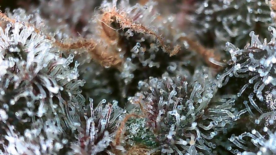 DWC - RWS Tropicana Cookies Purple Auto. Week 13