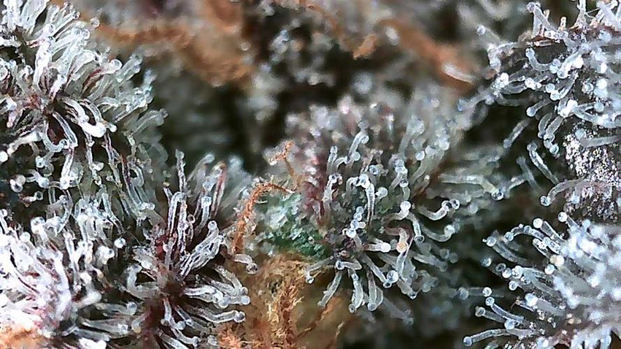 DWC - RWS Tropicana Cookies Purple Auto. Week 13