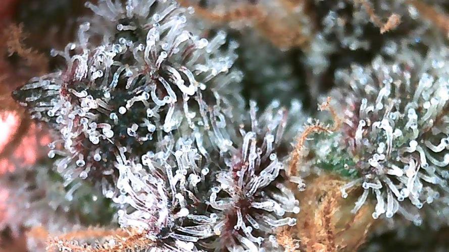 DWC - RWS Tropicana Cookies Purple Auto. Week 13