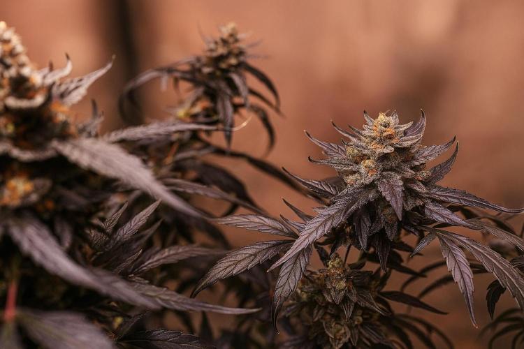 DWC - RWS Tropicana Cookies Purple Auto. Week 13 - An edit of the above photo