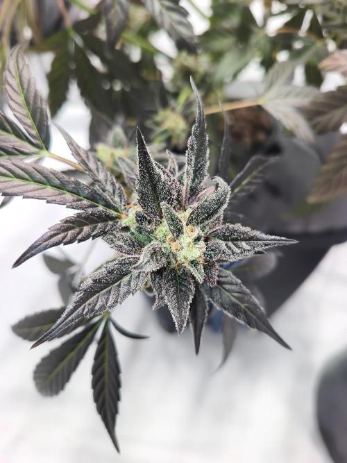 DWC - RWS Tropicana Cookies Purple Auto. Week 14