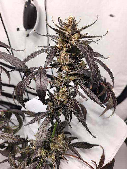 DWC - RWS Tropicana Cookies Purple Auto. Week 14