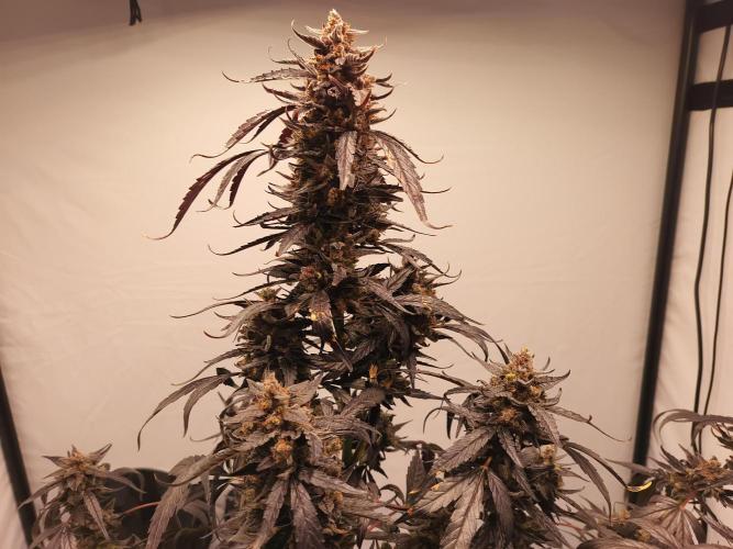 DWC - RWS Tropicana Cookies Purple Auto. Week 14