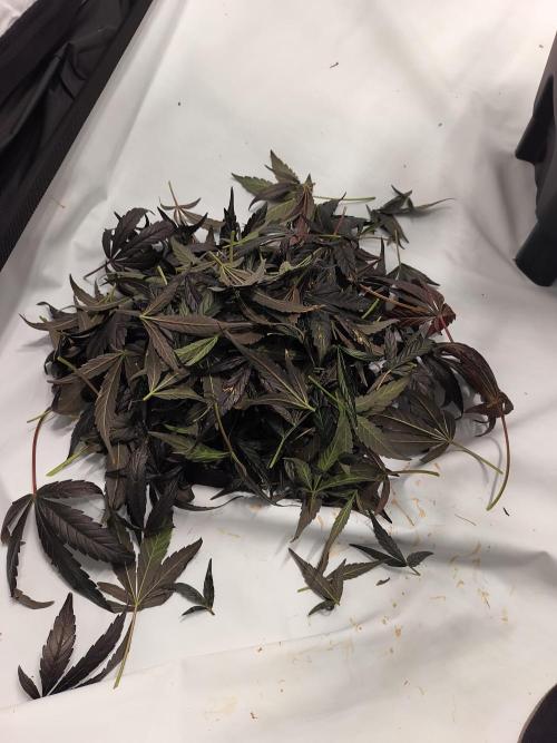 DWC - RWS Tropicana Cookies Purple Auto. Week 14