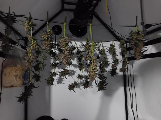 DWC - RWS Tropicana Cookies Purple Auto. Week 14