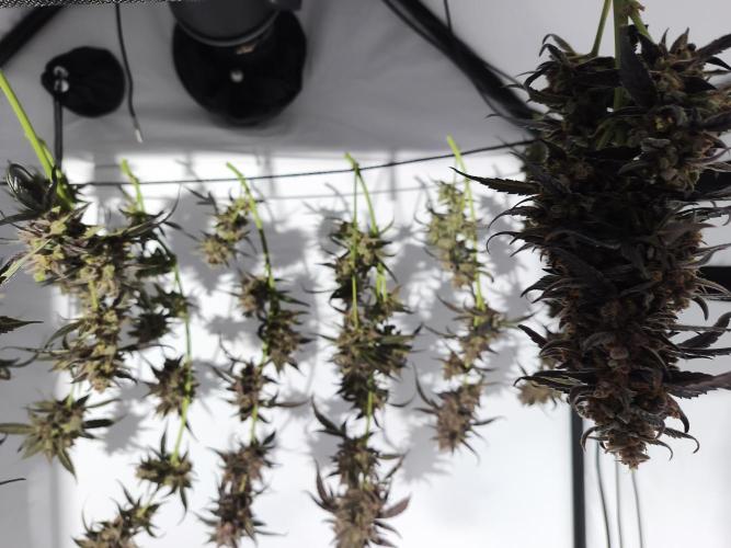 DWC - RWS Tropicana Cookies Purple Auto. Week 14