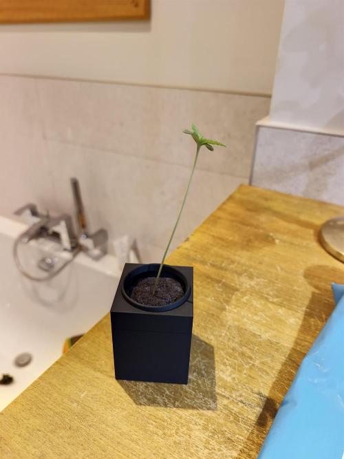 RQS Mimosa Auto - Deep Water Culture. Week 0