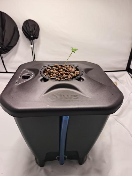 RQS Mimosa Auto - Deep Water Culture. Week 0