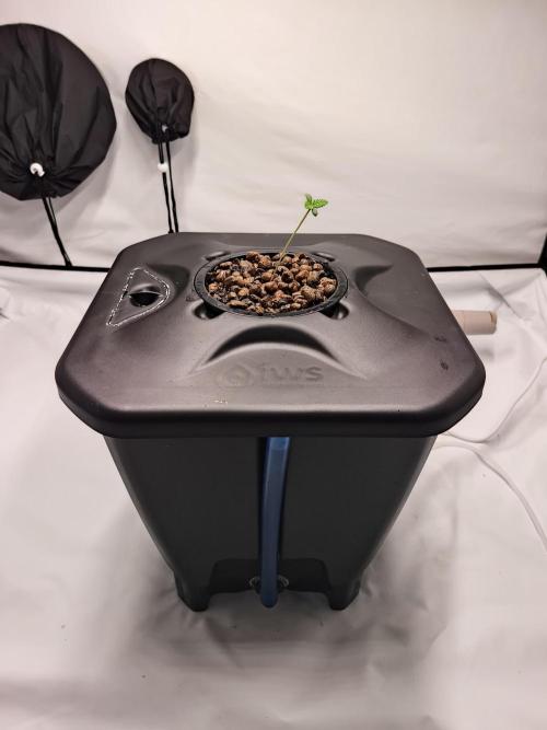 RQS Mimosa Auto - Deep Water Culture. Week 1