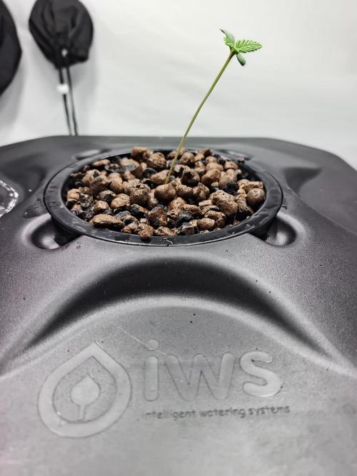 RQS Mimosa Auto - Deep Water Culture. Week 1