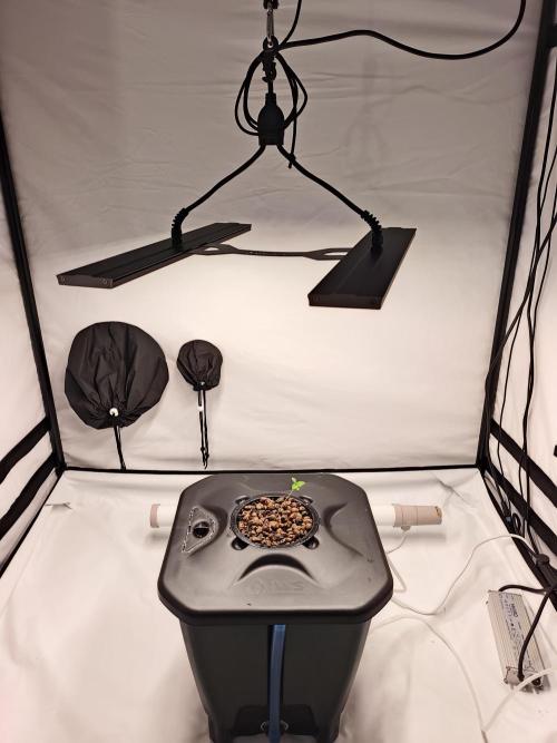 RQS Mimosa Auto - Deep Water Culture. Week 1