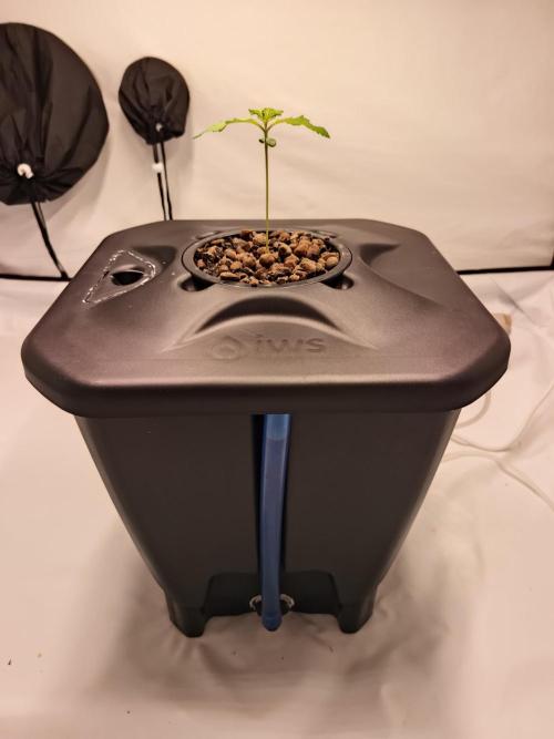 RQS Mimosa Auto - Deep Water Culture. Week 2