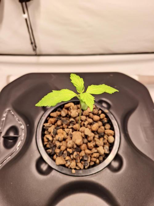 RQS Mimosa Auto - Deep Water Culture. Week 2