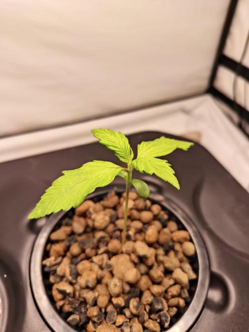 RQS Mimosa Auto - Deep Water Culture. Week 2