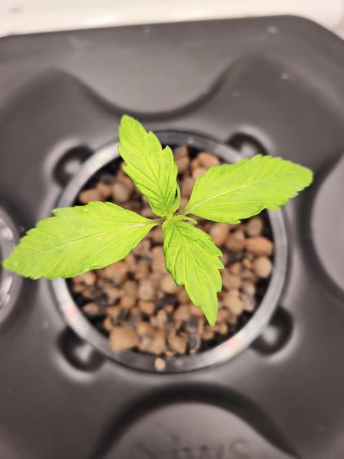 RQS Mimosa Auto - Deep Water Culture. Week 2