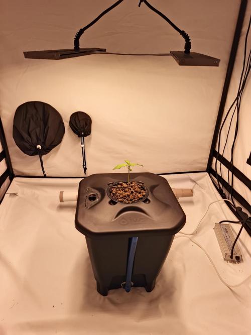 RQS Mimosa Auto - Deep Water Culture. Week 2