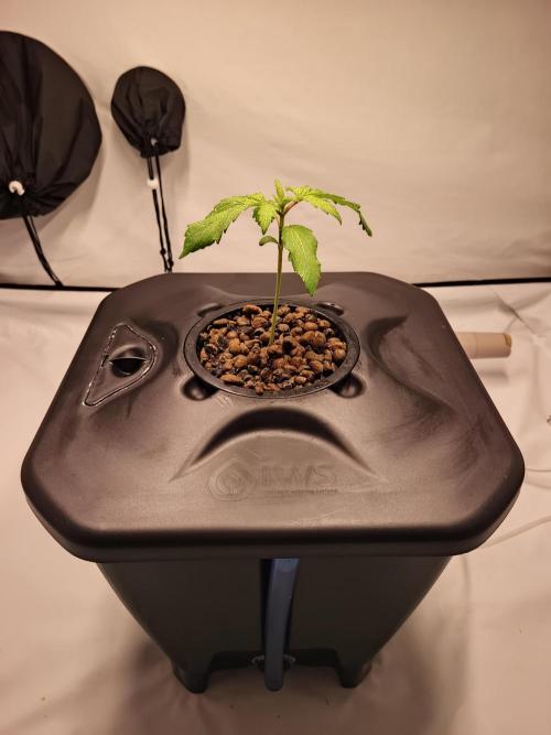 RQS Mimosa Auto - Deep Water Culture. Week 3