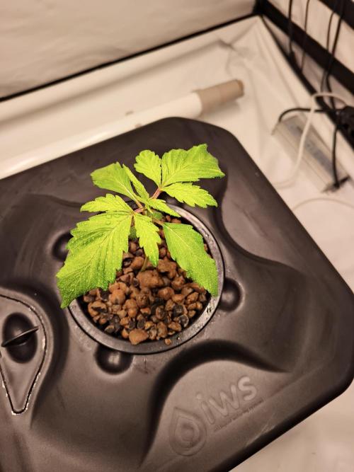 RQS Mimosa Auto - Deep Water Culture. Week 3