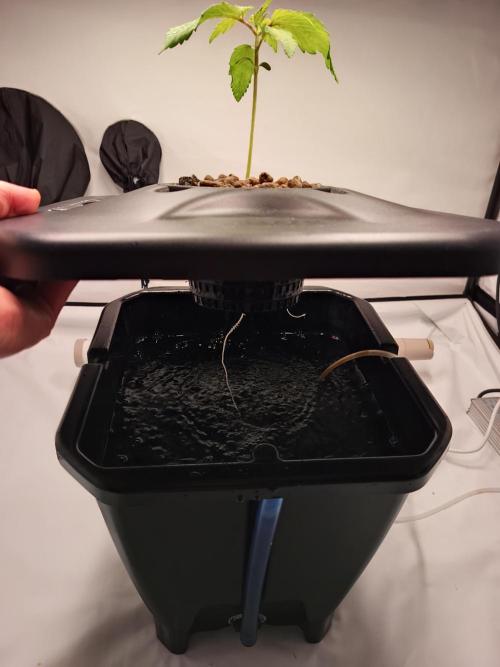 RQS Mimosa Auto - Deep Water Culture. Week 3