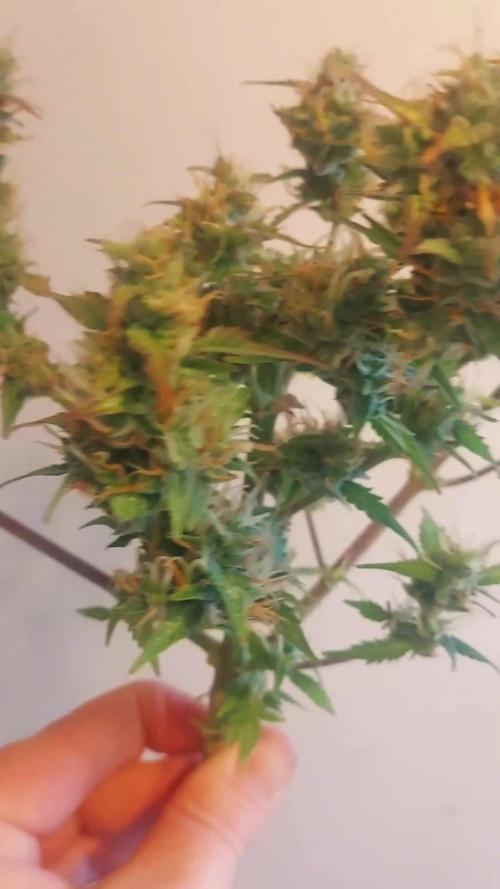 Devine Hindu Kush Autoflower 