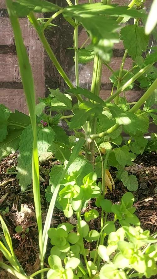 Sweet Seeds Purple Punch OG. Autoflower
