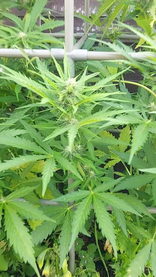 Sweet Seeds Purple Punch OG. Autoflower