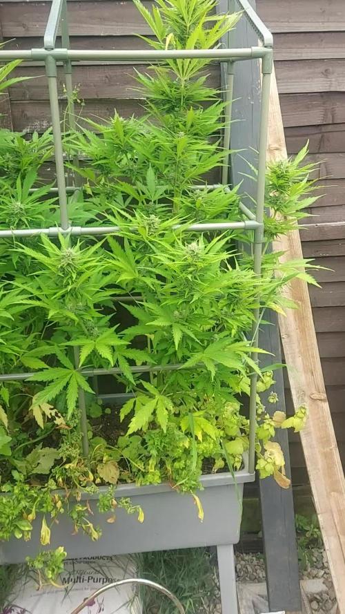 Sweet Seeds Purple Punch OG. Autoflower