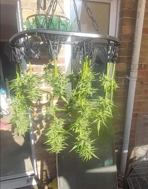 Sweet Seeds Purple Punch OG. Autoflower