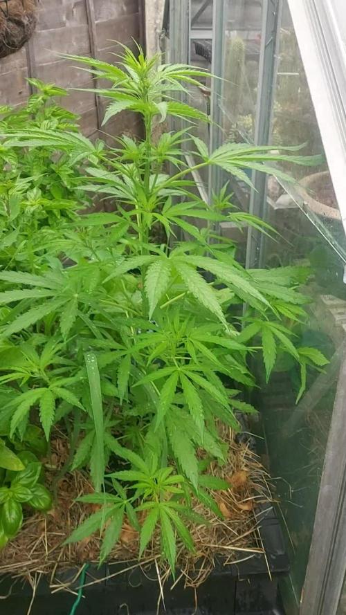 Pineapple Express Auto F1