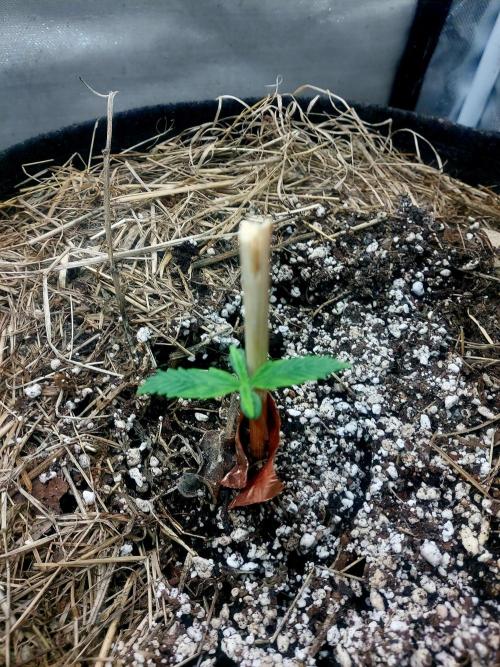 NYC Sour D Autoflower. Week 1