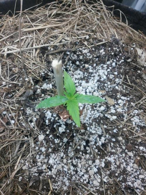 NYC Sour D Autoflower. Week 2