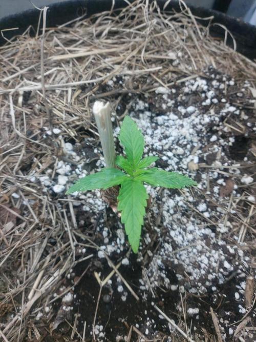 NYC Sour D Autoflower. Week 2