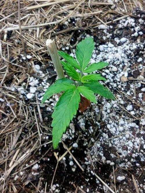 NYC Sour D Autoflower. Week 2 - She's finding her feet now, and she's off. 