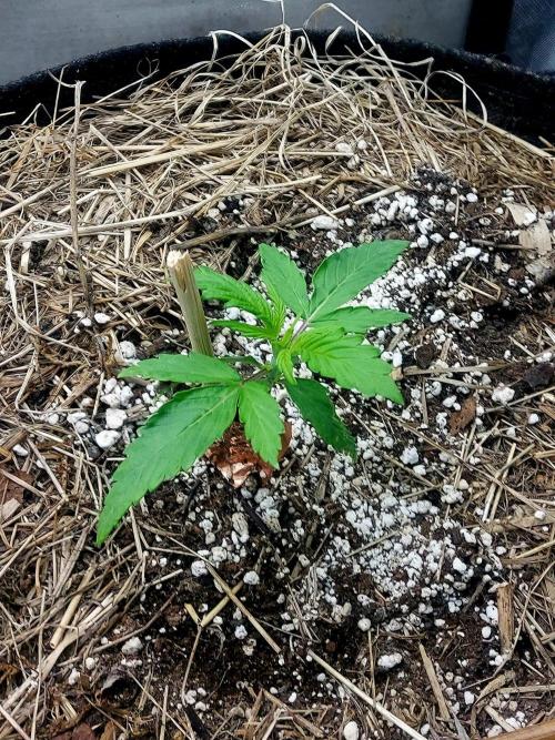 NYC Sour D Autoflower. Week 2