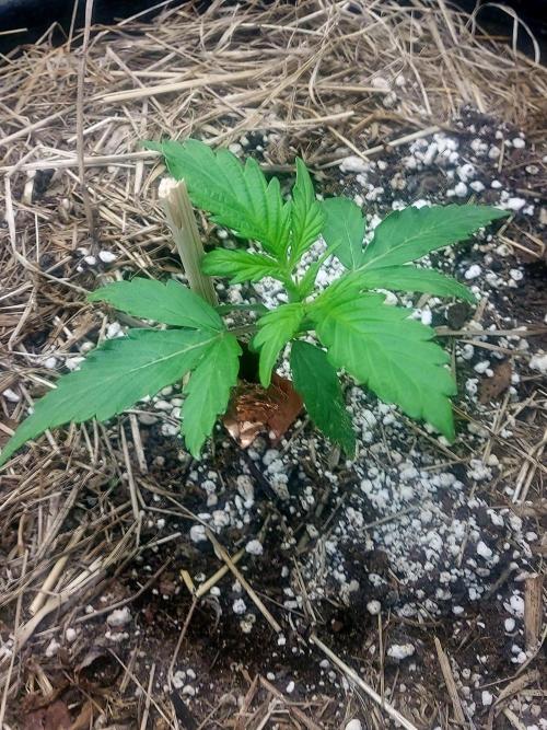 NYC Sour D Autoflower. Week 2