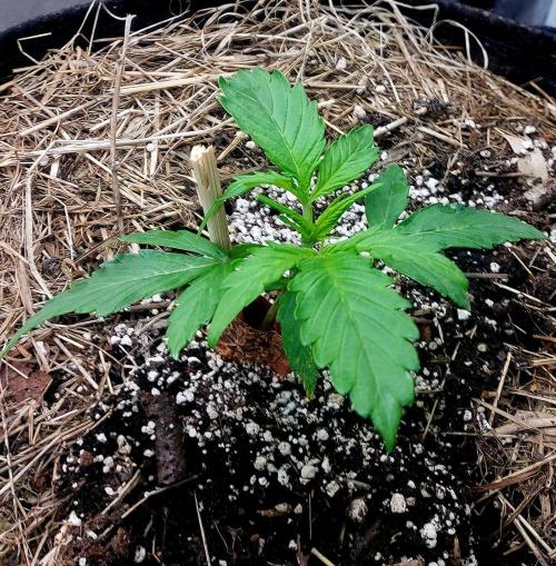 NYC Sour D Autoflower. Week 2