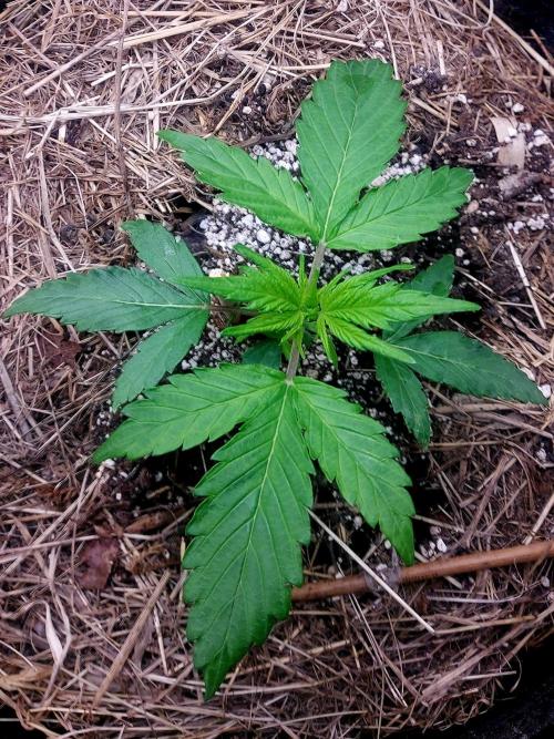 NYC Sour D Autoflower. Week 2