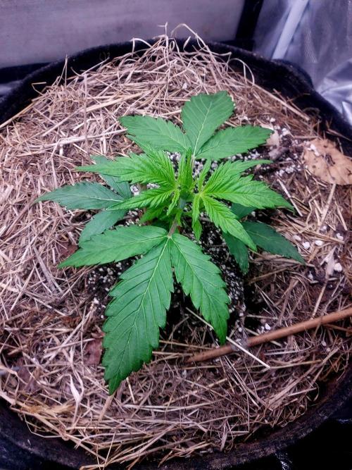 NYC Sour D Autoflower. Week 3