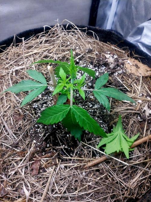 NYC Sour D Autoflower. Week 3