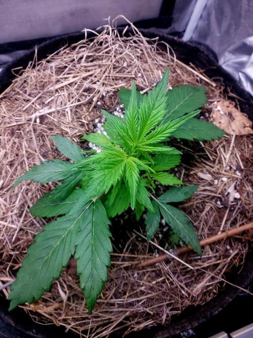 NYC Sour D Autoflower. Week 3