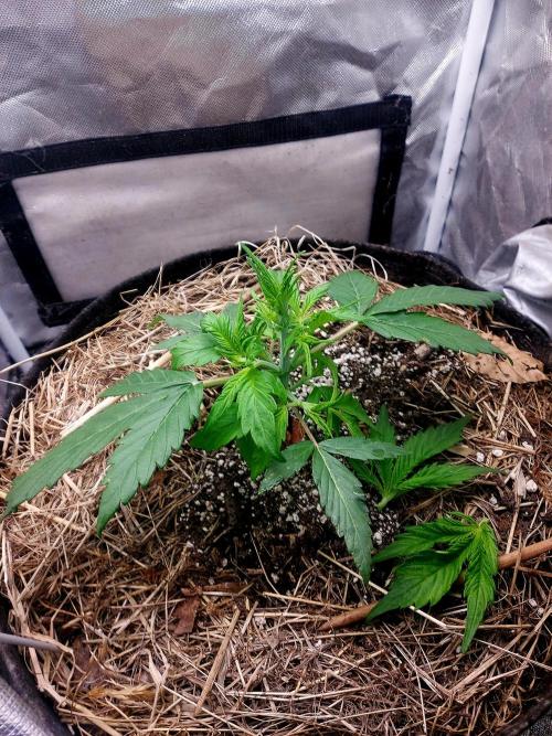 NYC Sour D Autoflower. Week 3