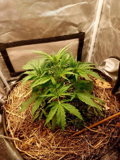 NYC Sour D Autoflower. Week 4