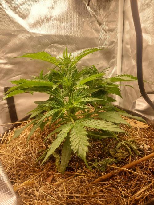 NYC Sour D Autoflower. Week 4