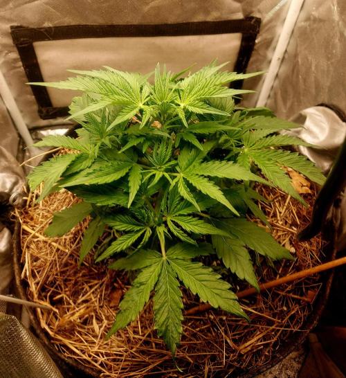 NYC Sour D Autoflower. Week 4